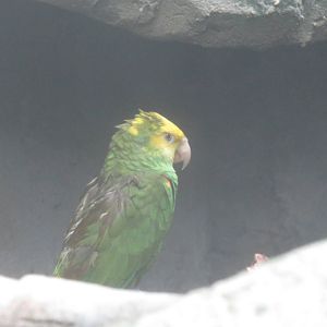 Upland Tropical Rain Forest - Yellow-Headed Amazon Parrot