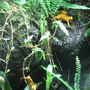 Upland Tropical Rain Forest - Panamanian Golden Frogs