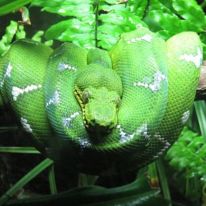 Upland Tropical Rain Forest - Emerald Tree Boa