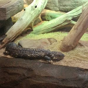 Australia: Wild Extreme