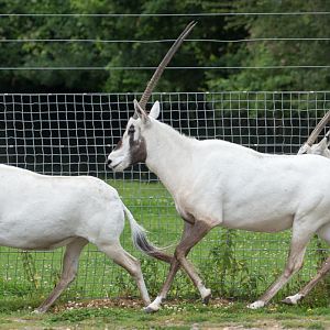 Arabian oryx : Marwell : 29 Jul 2016