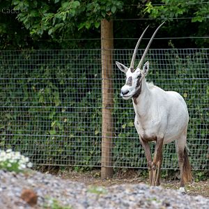Arabian oryx : Marwell : 29 Jul 2016