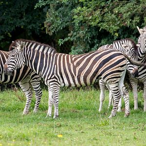 Chapmans zebra : Marwell : 29 Jul 2016