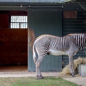 Grevys zebra : Marwell : 29 Jul 2016