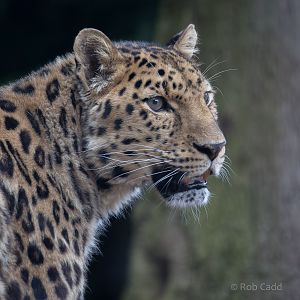 Amur leopard : Marwell : 29 Jul 2016