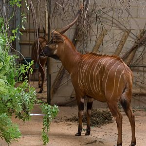 Bongo : Marwell : 29 Jul 2016