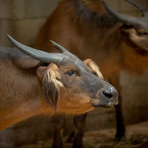 Forest buffalo : Marwell : 29 Jul 2016