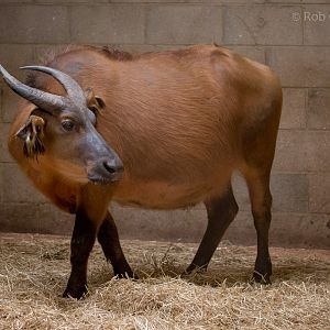 Forest buffalo : Marwell : 29 Jul 2016