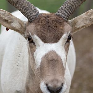 Addax : Marwell : 29 Jul 2016