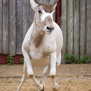 Addax : Marwell : 29 Jul 2016