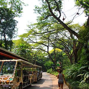 New Orang Utan Free-ranging Area