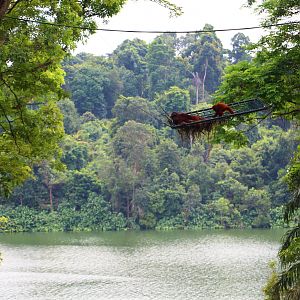 New Orang Utan Free-ranging Area