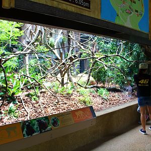 New Callitrichids exhibit