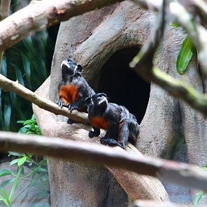 New Callitrichids exhibit