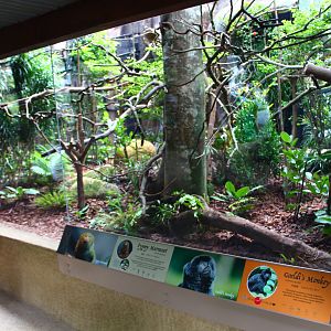 New Callitrichids exhibit