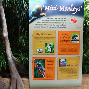 New Callitrichids exhibit