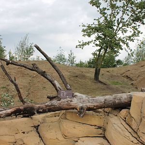 SERENGA - enclosure Prairie dog