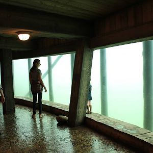 SERENGA - Hippo underwater viewing