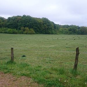 Cattle enclosure