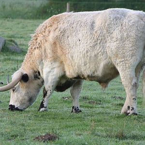 White park cattle