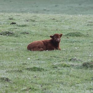 Highlander - calf