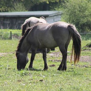 Konik ponies