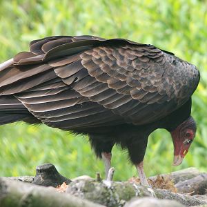 Turkey vulture