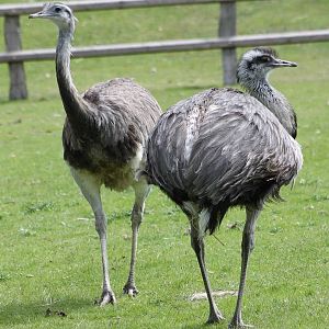 Rhea-pair