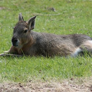 Patagonian cavy