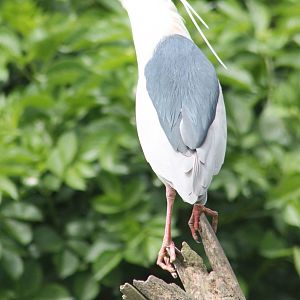 Black-crowned night heron