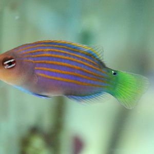 Six-lined wrasse - Pseudocheilinus hexataenia