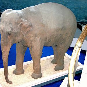 Asiatic elephant (Jung Pershad); Natural History Museum; 6th August 2016