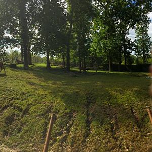 African Grasslands: Bongo Exhibit