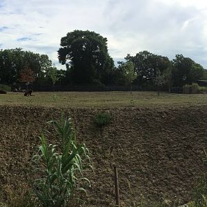 African Grasslands: Sable Antelope Exhibit