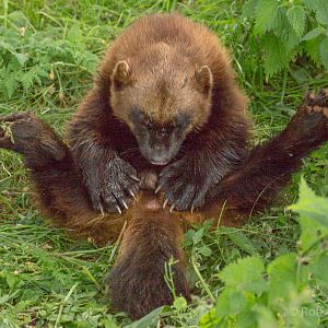 Wolverine : Whipsnade : 11 Jul 2016