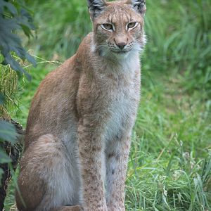 Northern lynx : Whipsnade : 11 Jul 2016