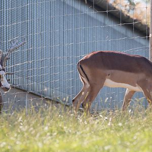 Common impala; blesbok : Whipsnade : 06 Aug 2016
