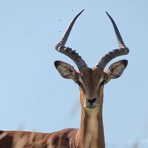 Common impala : Whipsnade : 06 Aug 2016