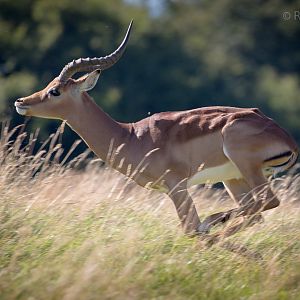 Common impala : Whipsnade : 06 Aug 2016