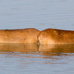 Barasingha / swamp deer : Whipsnade : 06 Aug 2016