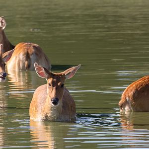 Barasingha / swamp deer : Whipsnade : 06 Aug 2016