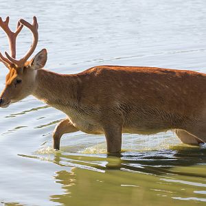 Barasingha / swamp deer : Whipsnade : 06 Aug 2016