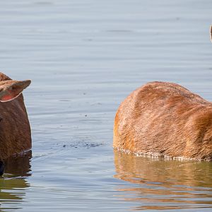 Barasingha / swamp deer : Whipsnade : 06 Aug 2016