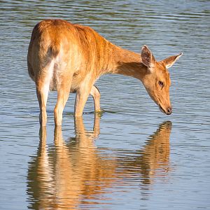 Barasingha / swamp deer : Whipsnade : 06 Aug 2016