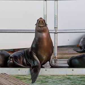 California sea lion : Whipsnade : 06 Aug 2016