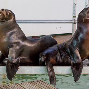 California sea lion : Whipsnade : 06 Aug 2016