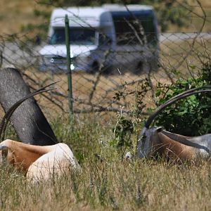 Scimitar Horned Oryx