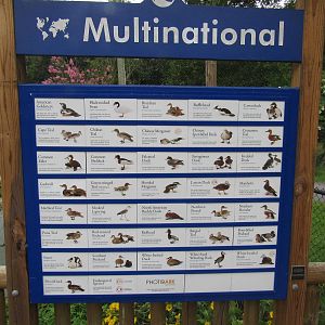 Sylvan Heights Bird Park- Multinational Aviary Species List