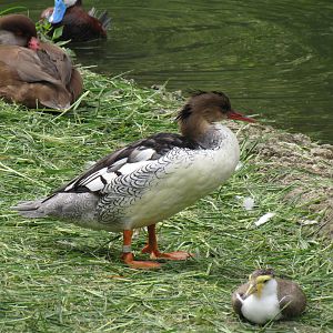 Sylvan Heights Bird Park- Multinational Aviary