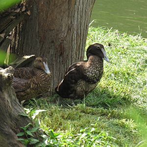 Sylvan Heights Bird Park- Common Eiders